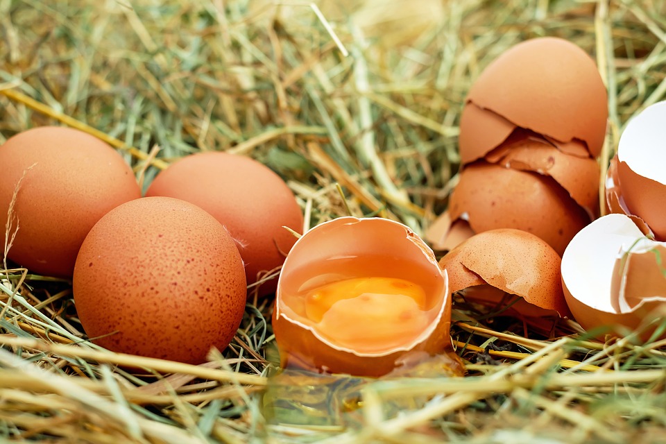 eggs yolk membrane bad smell