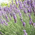 treat burn scalds lavender