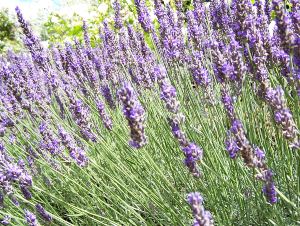 treat burn scalds lavender